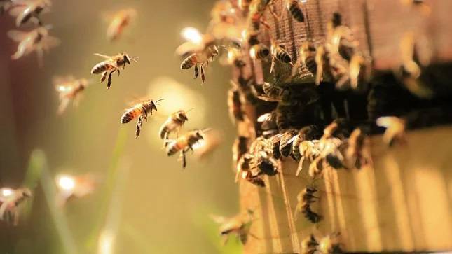 global-bee-project-gestion-remota-colmenas|david-muñuz-gesiton-remota-colmenas